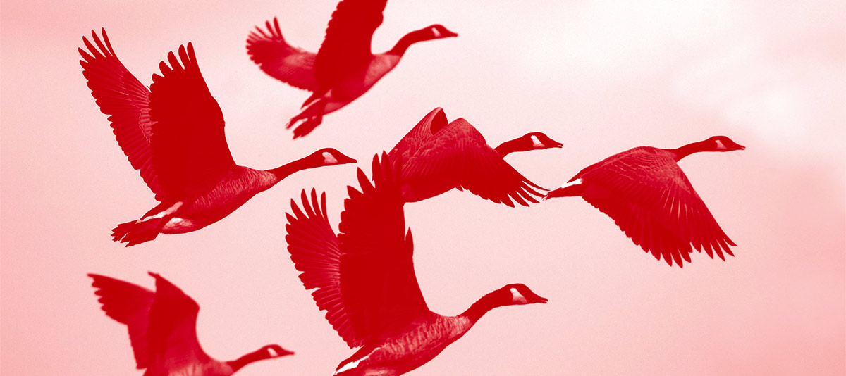 Fly in formation